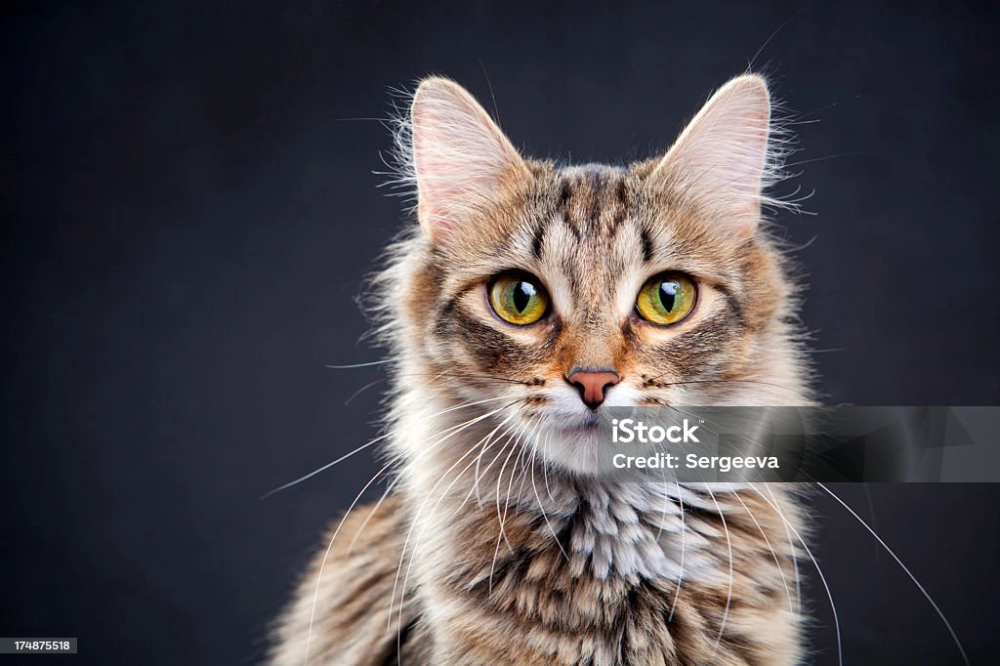Animaux de compagnie