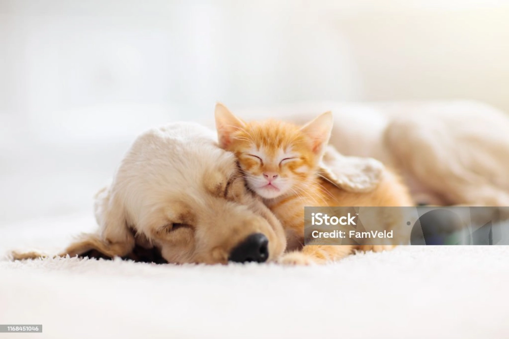 Animaux de compagnie