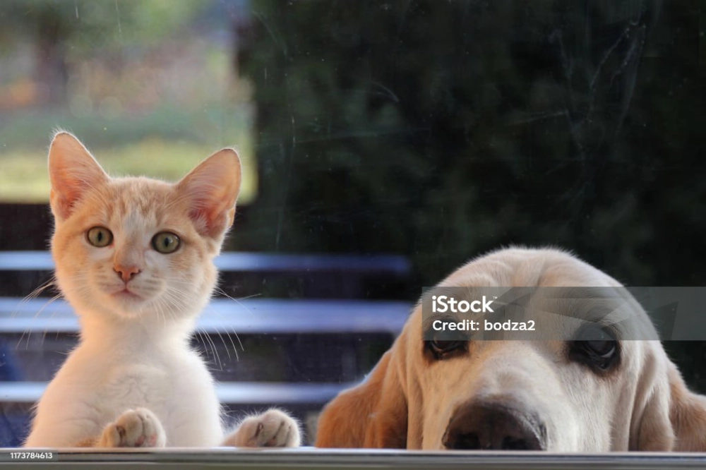 Animaux de compagnie