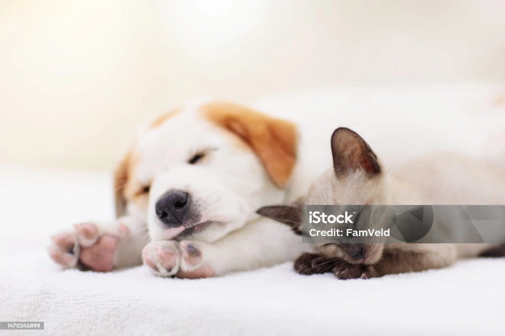 Animaux de compagnie