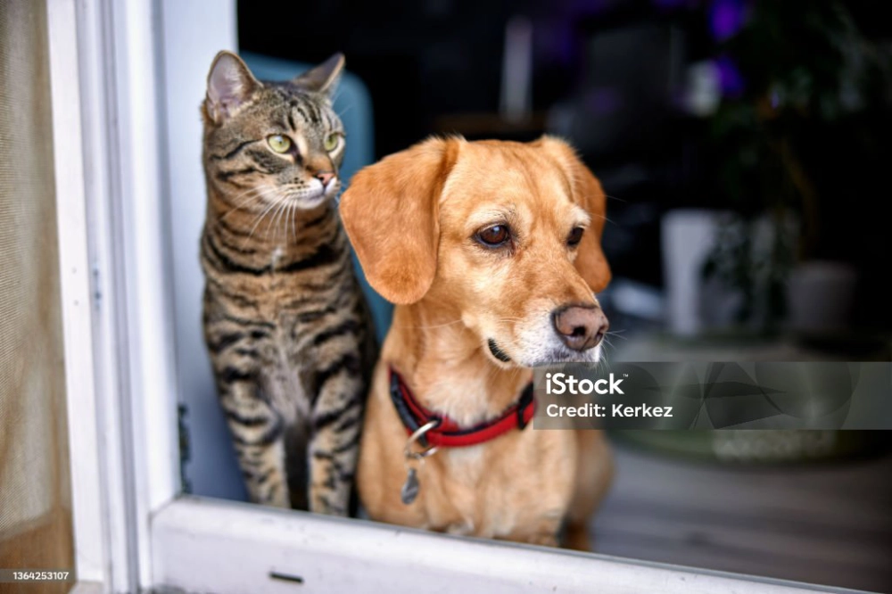 Animaux de compagnie